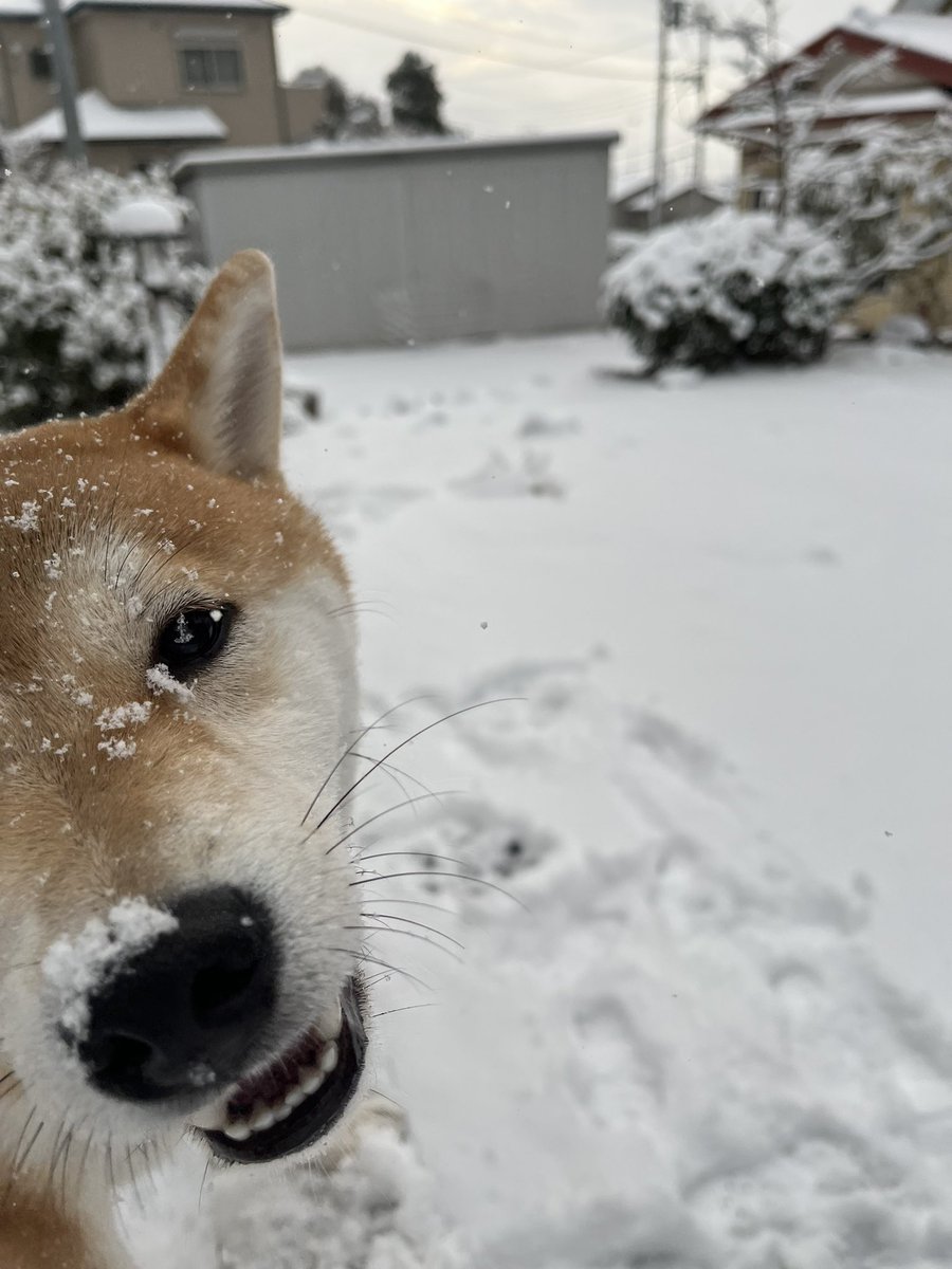 きのぼり tweet media