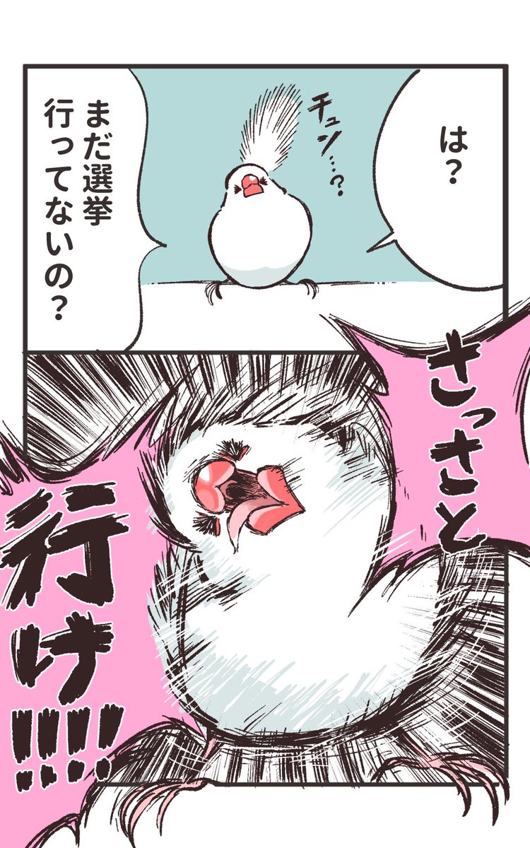 sinamomomomo's tweet image. 今日は選挙ですね‼️‼️

まだ行っていない方へ
文鳥さんから一言あるそうです