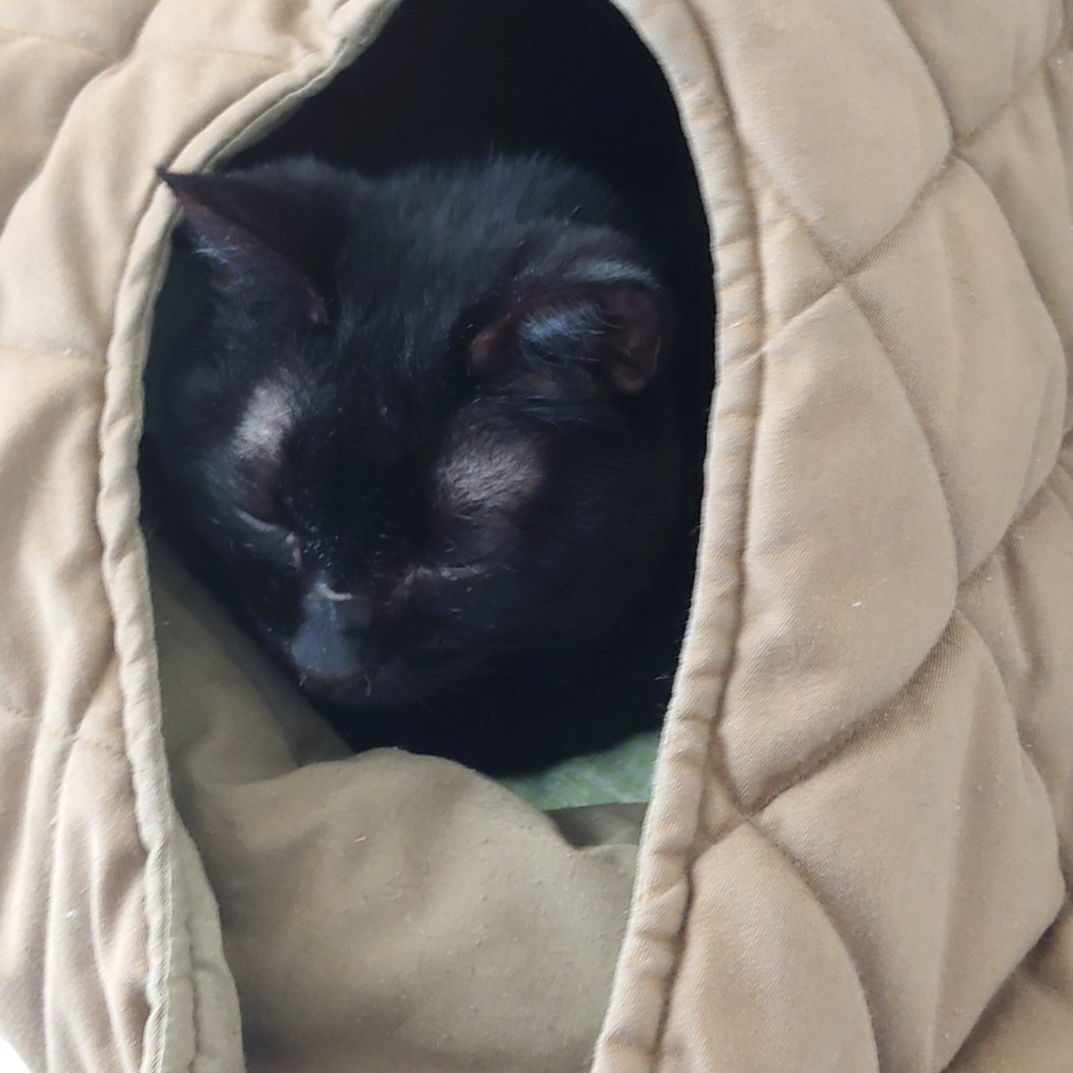 kappa_now's tweet photo. 想像以上に雪降って、猫もドン引き。
Σ(ﾟ∀ﾟﾉ)ﾉ https://t.co/EYdvltFsE1
