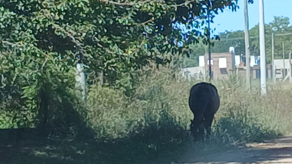 seguridadch's tweet image. 🚔 LA DIRECCION DE TRANSITO REALIZO VARIOS PROCEDIMIENTOS POR ANIMALES SUELTOS EN LA VÍA PÚBLICA

@BritosGuillermo 

m.facebook.com/story.php?stor…