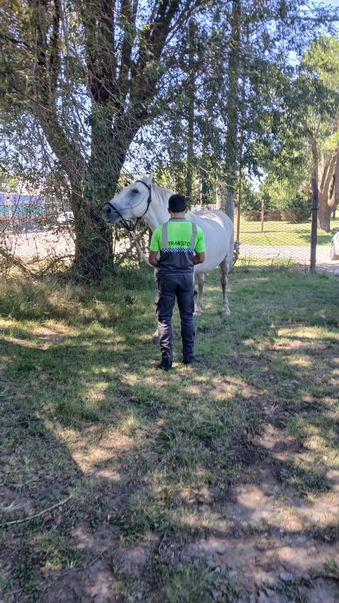 seguridadch's tweet image. 🚔 LA DIRECCION DE TRANSITO REALIZO VARIOS PROCEDIMIENTOS POR ANIMALES SUELTOS EN LA VÍA PÚBLICA

@BritosGuillermo 

m.facebook.com/story.php?stor…