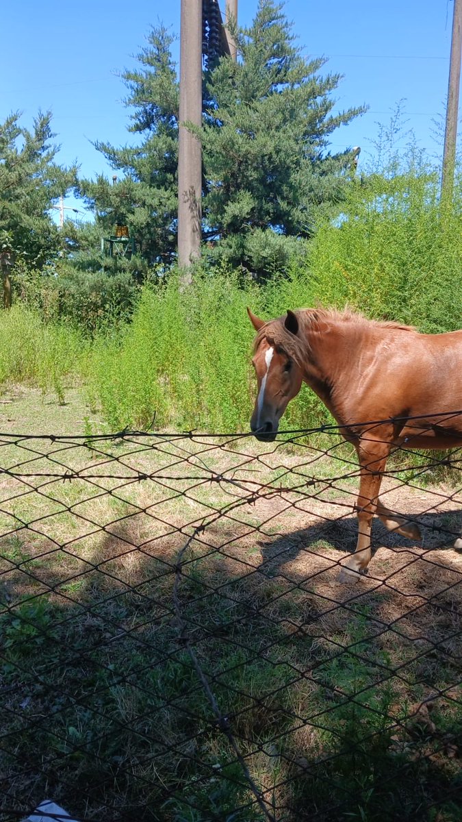 seguridadch's tweet image. 🚔 LA DIRECCION DE TRANSITO REALIZO VARIOS PROCEDIMIENTOS POR ANIMALES SUELTOS EN LA VÍA PÚBLICA

@BritosGuillermo 

m.facebook.com/story.php?stor…