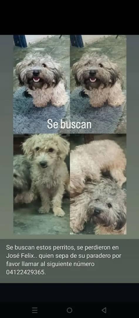 PerroUsuario's tweet photo. Se perdieron estos perritos son dos hermanitos. Petare https://t.co/CjFljUGu9g