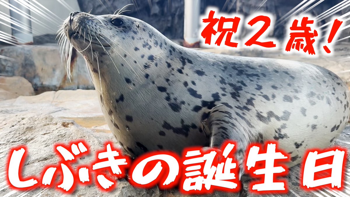Shinagawa_Aqua's tweet photo. ＼しぶき2歳誕生日記念／
ゴマフアザラシ #しぶき 2歳の誕生日を記念してトークイベントを開催✨
チケット販売など詳しくはこちらから🦭⇒https://t.co/gpUVx0NMSP https://t.co/5QdLlQQgc2