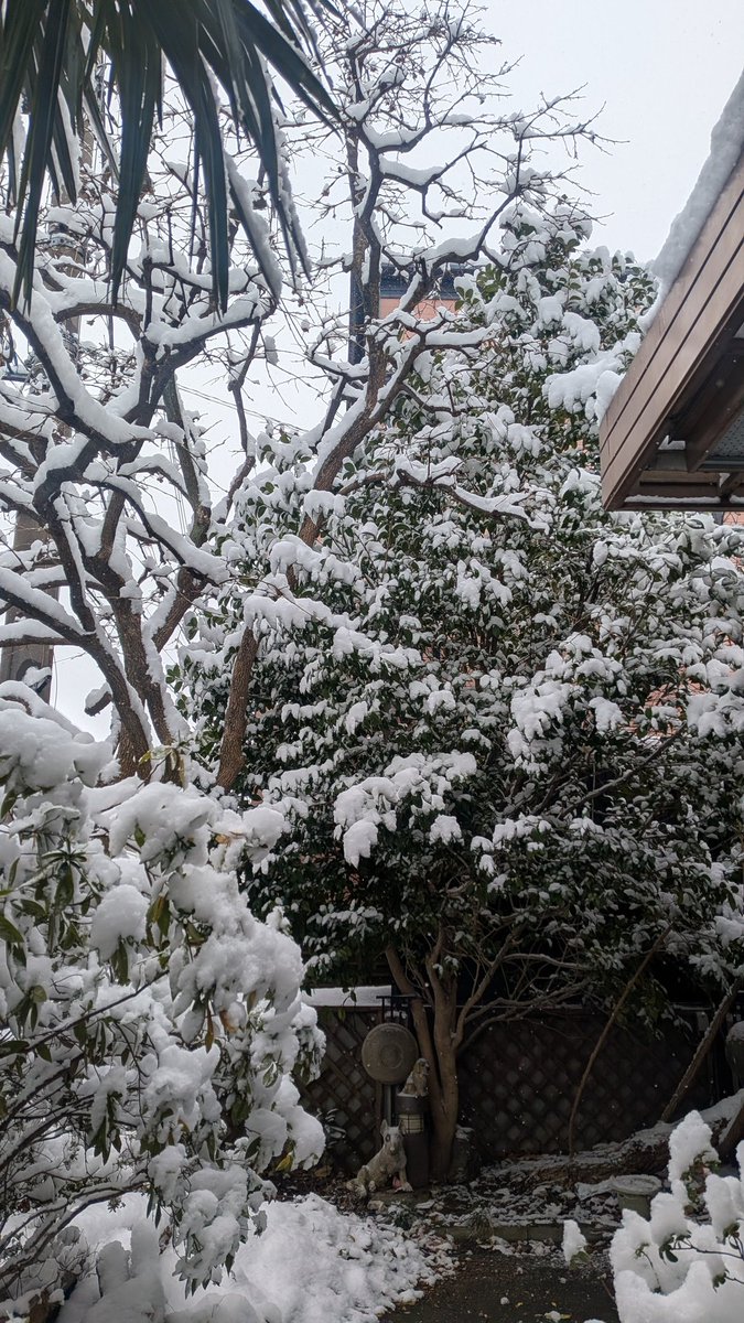 arcadiaff869's tweet photo. 雪の華咲きました。 https://t.co/sr0mO5TXPq