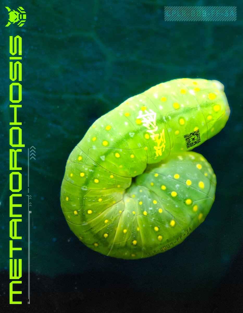 Dylan // PICKLEFIG tweet media