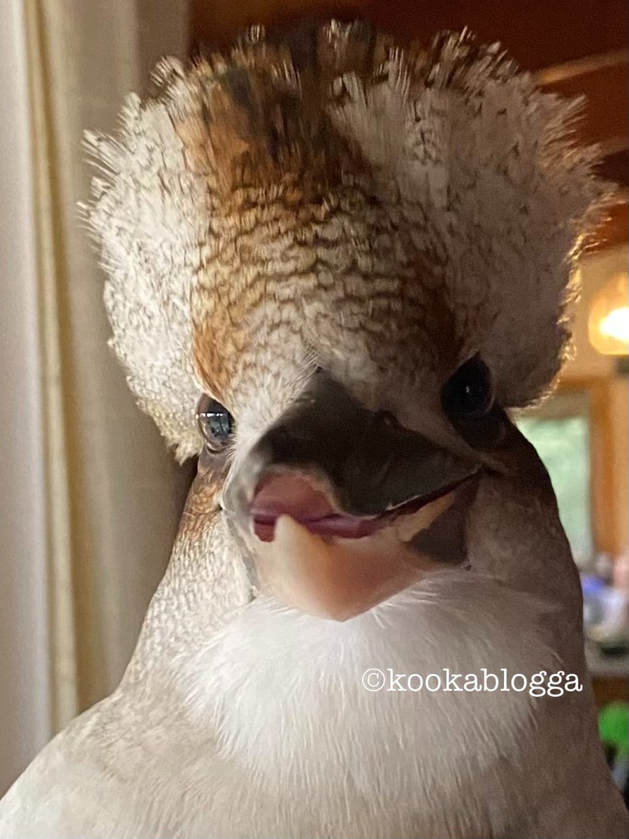 StMaryMacKiller's tweet image. I love him so much.
#kookalife #EggBurra #Mohawk