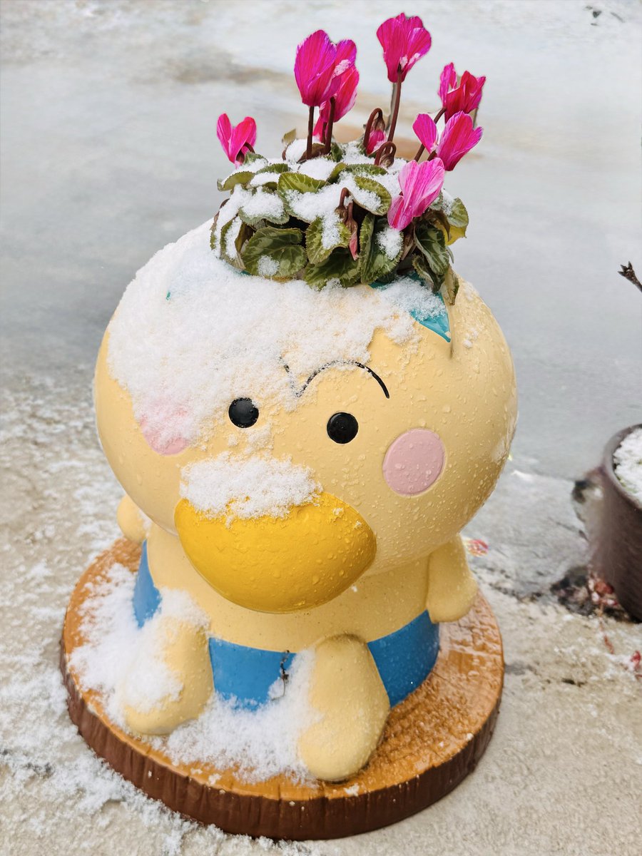 奈良にも少し雪が降ったよ〜⛄️さむかっぱはなかっぱ❄️