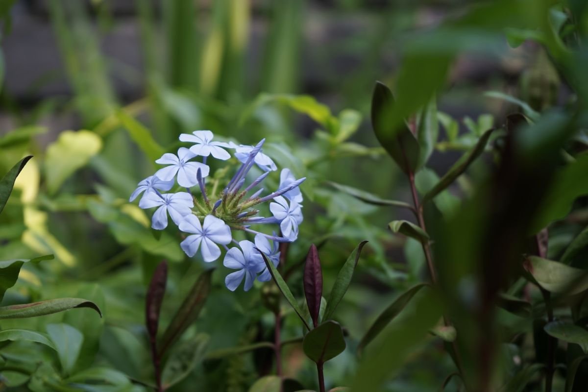 sandyabbott's tweet photo. Unnoticed ~ This flower was mixed up with a bunch of green leaves, just part of the garden.  But I noticed her!  I told her that she added beauty to the whole neighbourhood.  It was then I realised she was very shy.   https://t.co/O0FegejwMY https://t.co/St63OofnZQ