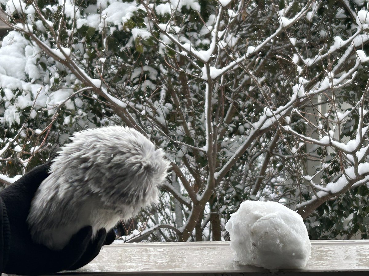 珍しく雪が積もったので、
雪モフ（ゆきのすけ）を作ってみたよ⛄️
