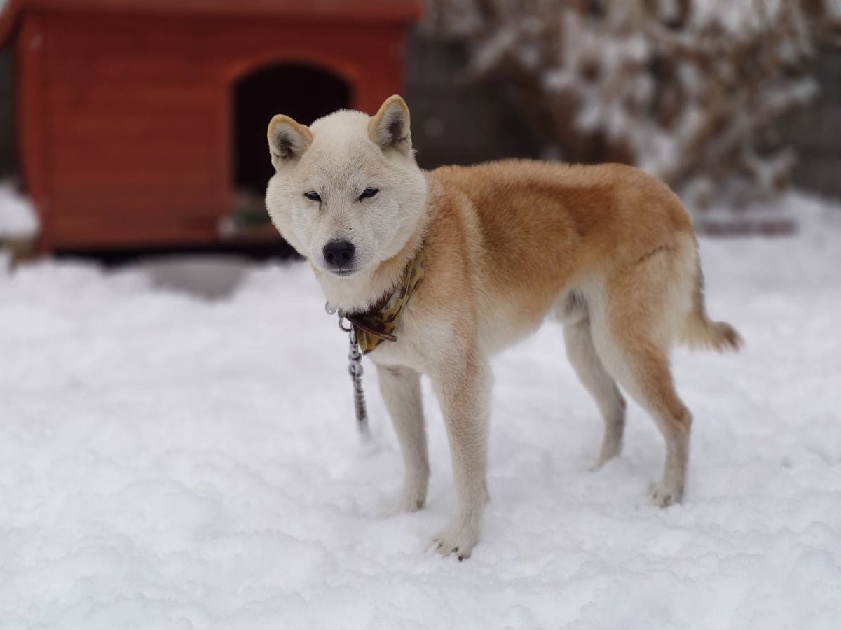 雪と柴犬