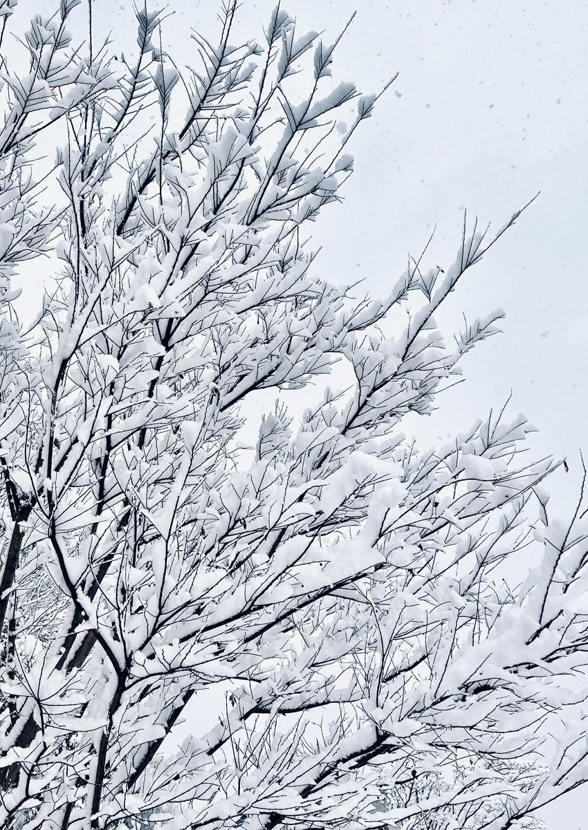 sone_design's tweet photo. 📷

Here's a photo of the snow in Setagaya, Tokyo, Japan today. https://t.co/GL3fxwF1Ds