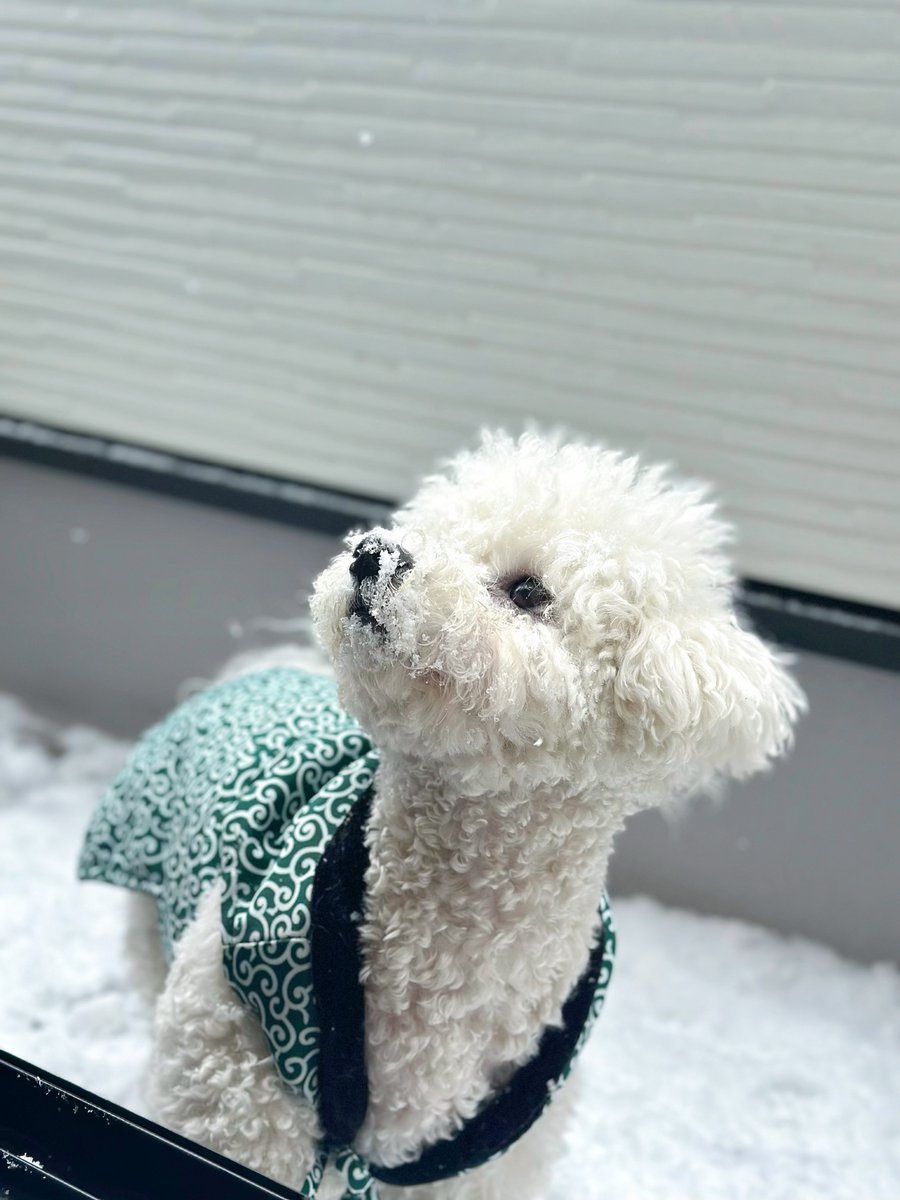 犬生、初雪遊び⛄️ https://t.co/vbzjBEkZ4k