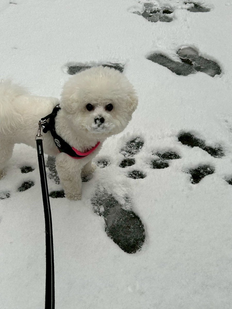 whiteDOGchan's tweet photo. 雪を食べてみたんだね https://t.co/5tjB04QKAm