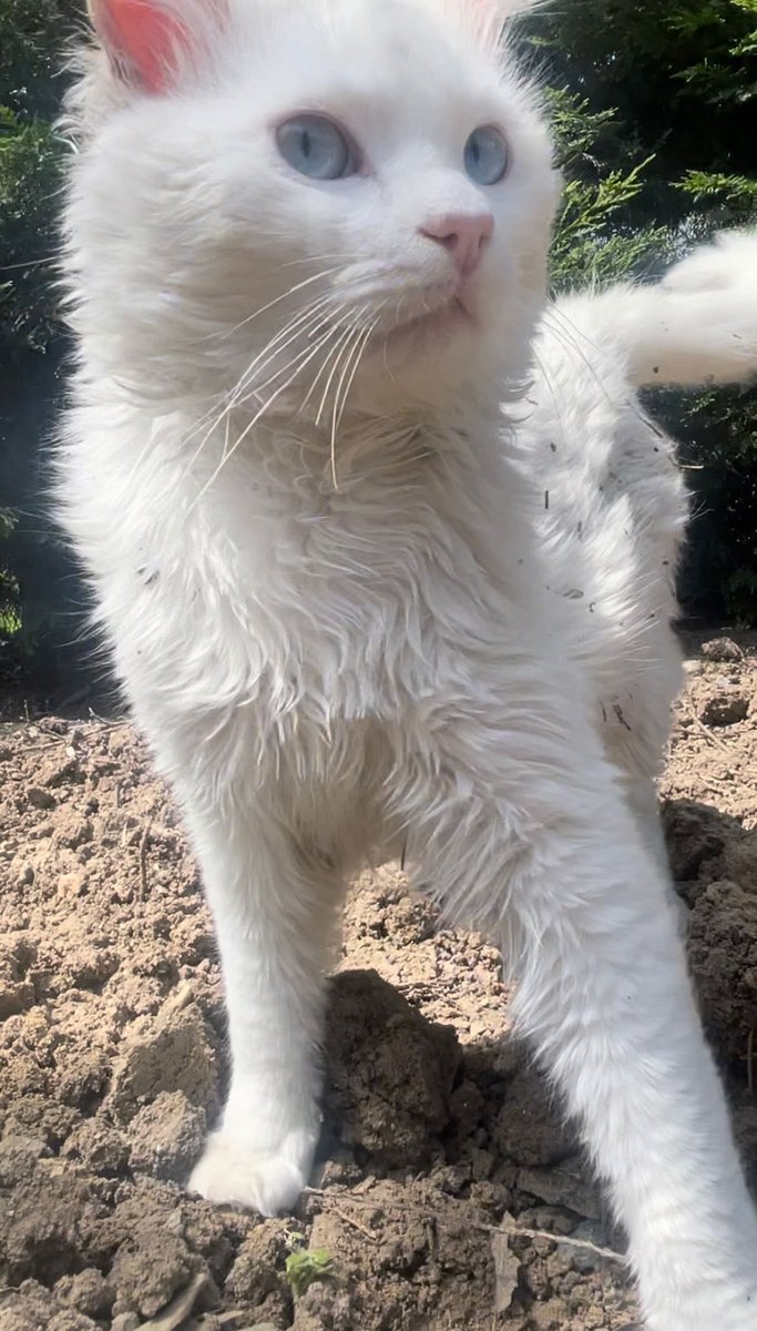 "sokak kedisi 2-3 yaşında max  İdrar enfeksiyonu yaşadı iyileşti sadece kulaklarında mantar var. Sahiplenecek kişilerin 3 ay güvenlik için iletişimde kalmaları rica olunur. İstanbul ve Çevresi   ACİL YUVA İLETİŞİM facebook.com/photo?fbid=264…