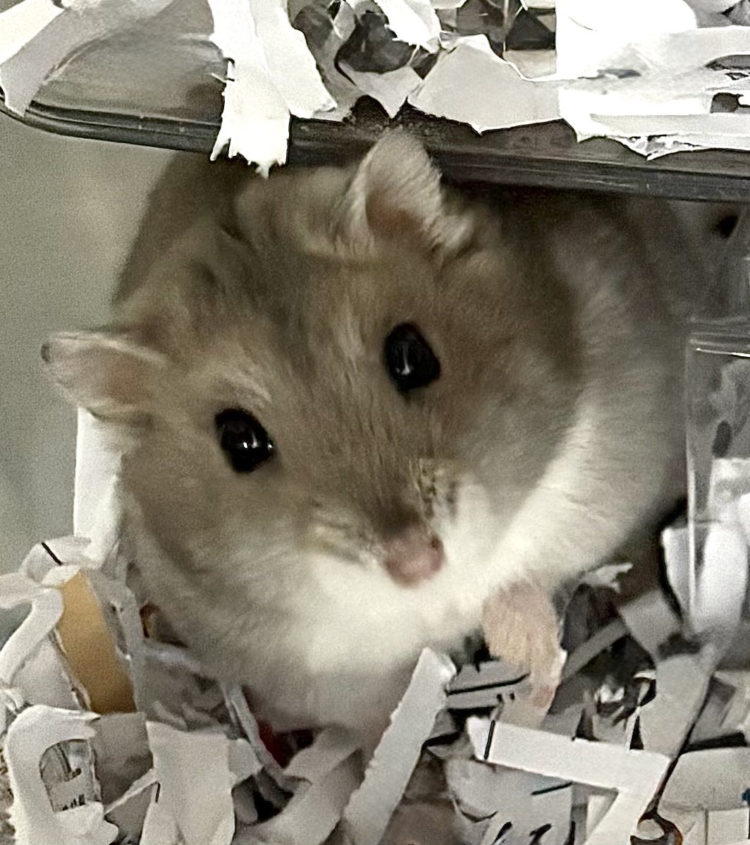 ｺﾝﾆﾁﾊ( ˙꒳​˙  )