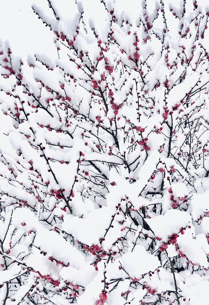 sone_design's tweet photo. 📷

Here's a photo of the snow in Setagaya, Tokyo, Japan today. https://t.co/lBOh3uHoxx