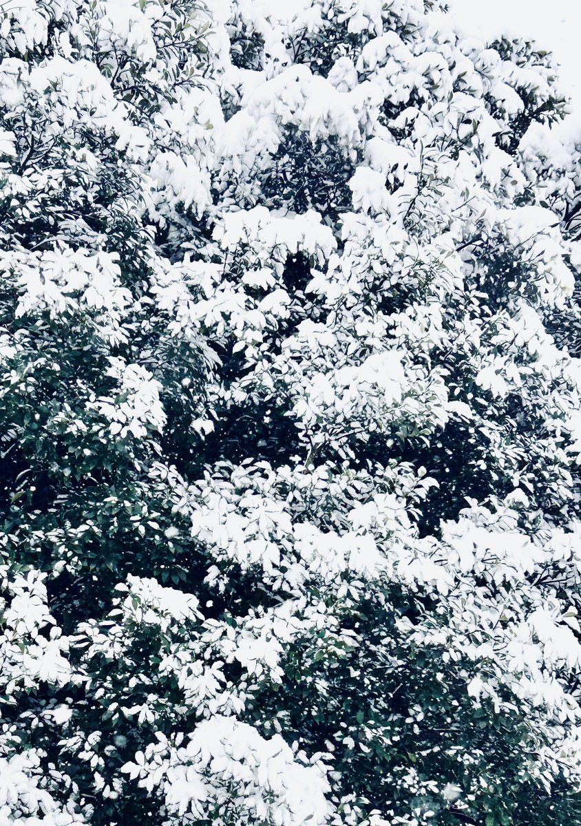 sone_design's tweet photo. 📷

Here's a photo of the snow in Setagaya, Tokyo, Japan today. https://t.co/lBOh3uHoxx