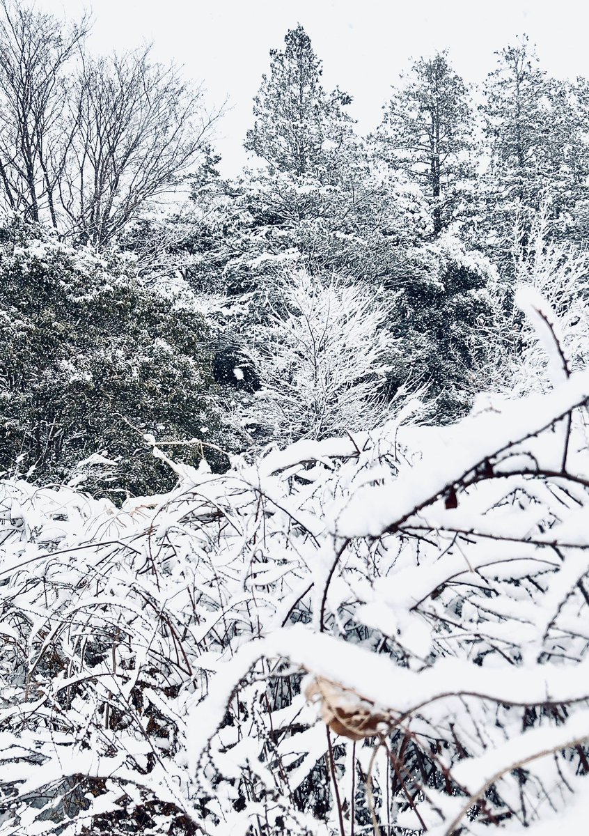 sone_design's tweet photo. 📷

Here's a photo of the snow in Setagaya, Tokyo, Japan today. https://t.co/lBOh3uHoxx