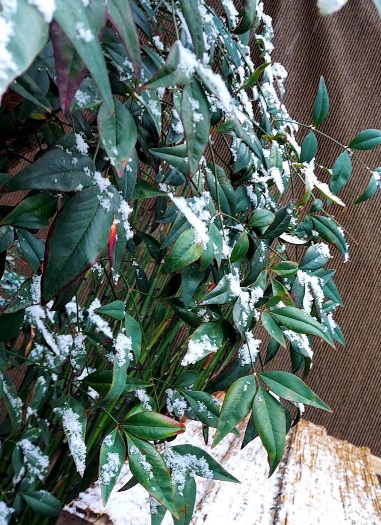 大阪でも南の方は、まぁ毎年一回は薄っすら積もるよなって感じやけど、都心はほぼ無いのでちょっとテンション上がりがちww
この程度でも子供ら歓喜ww