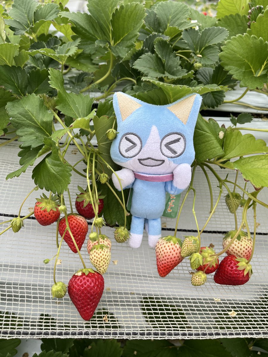 毎春恒例のいちご狩りにきたのじャ〜。
はややー、あまーい品種発見なのじャ。