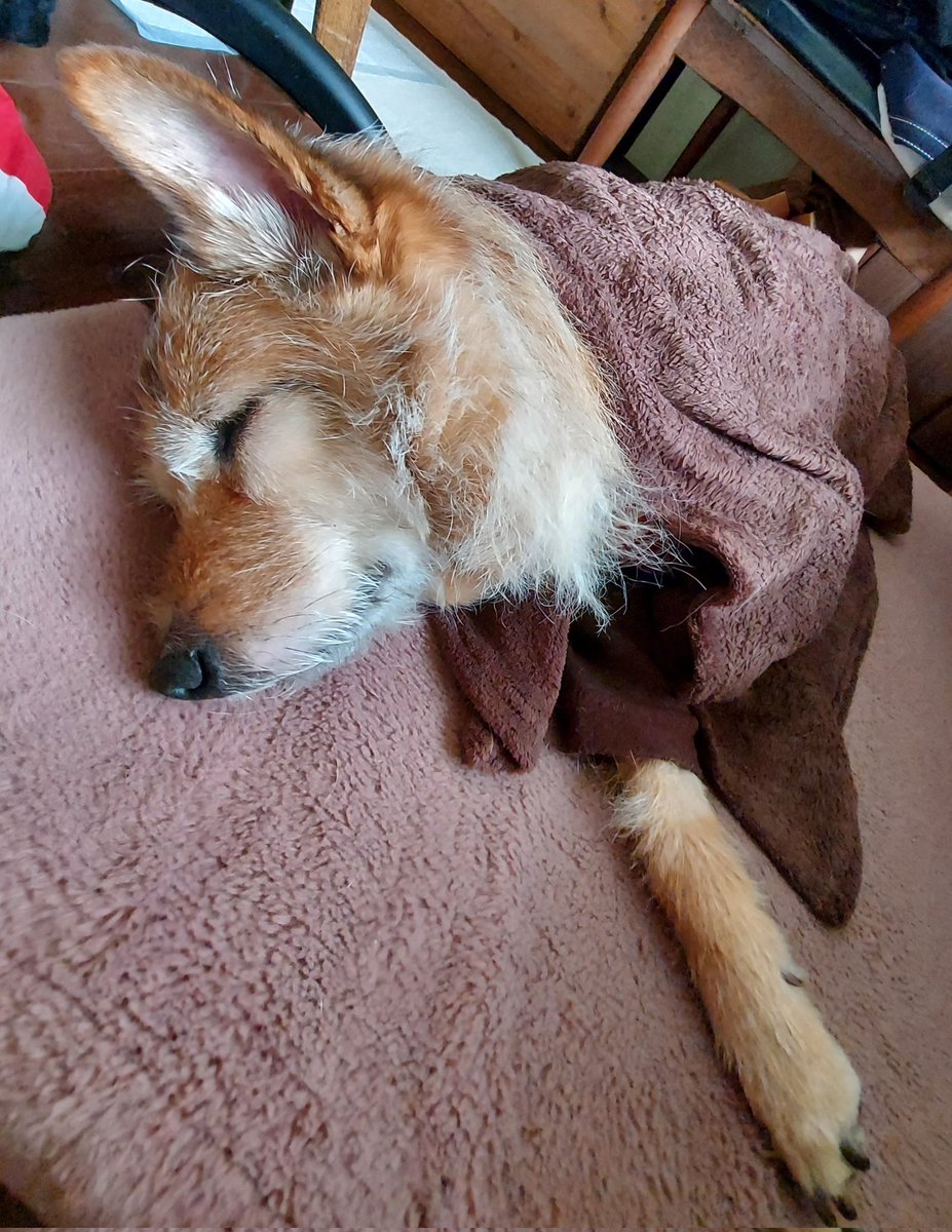 お家に帰ったら、ブランケットで冷えた躰を暖めます😊
暖まると…お眠になります😪💤💤

#犬好きさんと繋がりたい
#犬との暮らし
#昔保護犬今過保護犬
#雑種犬