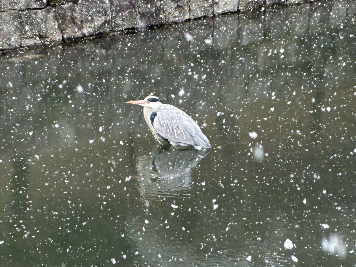 karahage's tweet photo. 雪の中、京都1区投票してきた
まあ結果は見えてしまってるが https://t.co/3Sa8tcYoBB