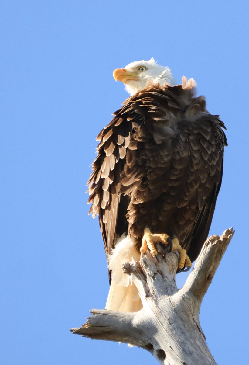 DonnaWells08's tweet image. St Andrews State Park 2-7-2026 #PanamaCityBeach #Eagle 
#windy @spann @justinkieferwx @ChrisSmithPW @RyanMichaelsWX