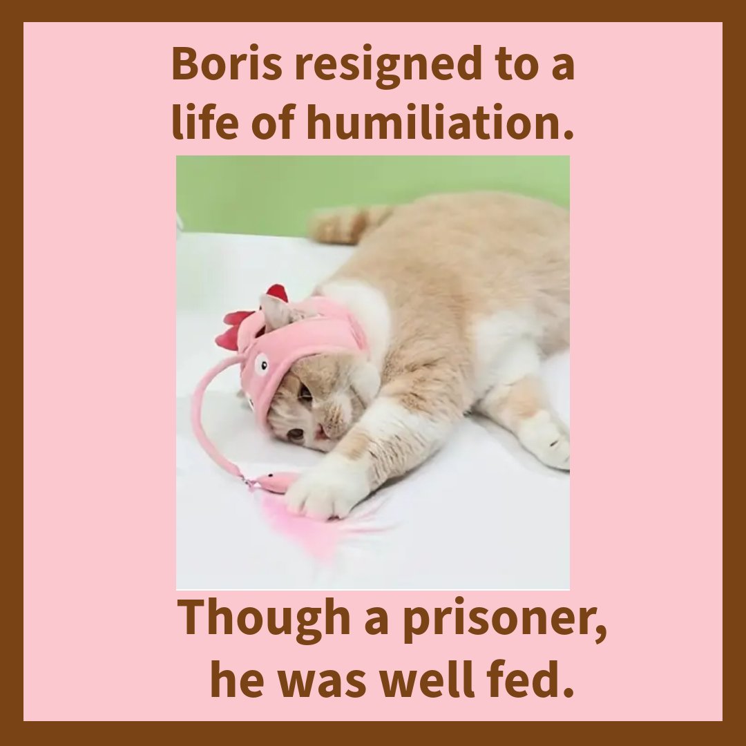 bluejayNH's tweet image. #oplive #opnation