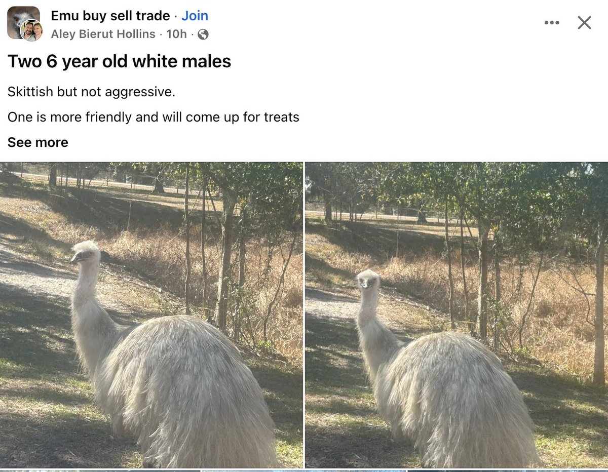 Wanderer tweet media