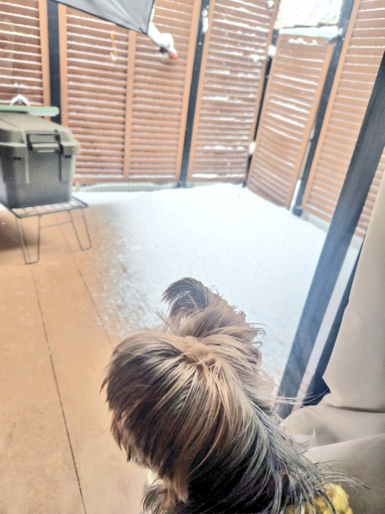 chocolaflan's tweet photo. 🐶まま。。。おそと しろいよ☃️

💁お散歩いく？

🐶さむそうだから見てるだけでいい。。。🥶

我が家の寒がりワンコは雪よりこたつ派です笑

＃ヨークシャーテリア
＃ヨーキー
＃寒いの嫌い
＃横浜も雪です https://t.co/Vl6VbtqwH1