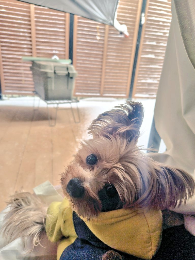chocolaflan's tweet photo. 🐶まま。。。おそと しろいよ☃️

💁お散歩いく？

🐶さむそうだから見てるだけでいい。。。🥶

我が家の寒がりワンコは雪よりこたつ派です笑

＃ヨークシャーテリア
＃ヨーキー
＃寒いの嫌い
＃横浜も雪です https://t.co/Vl6VbtqwH1