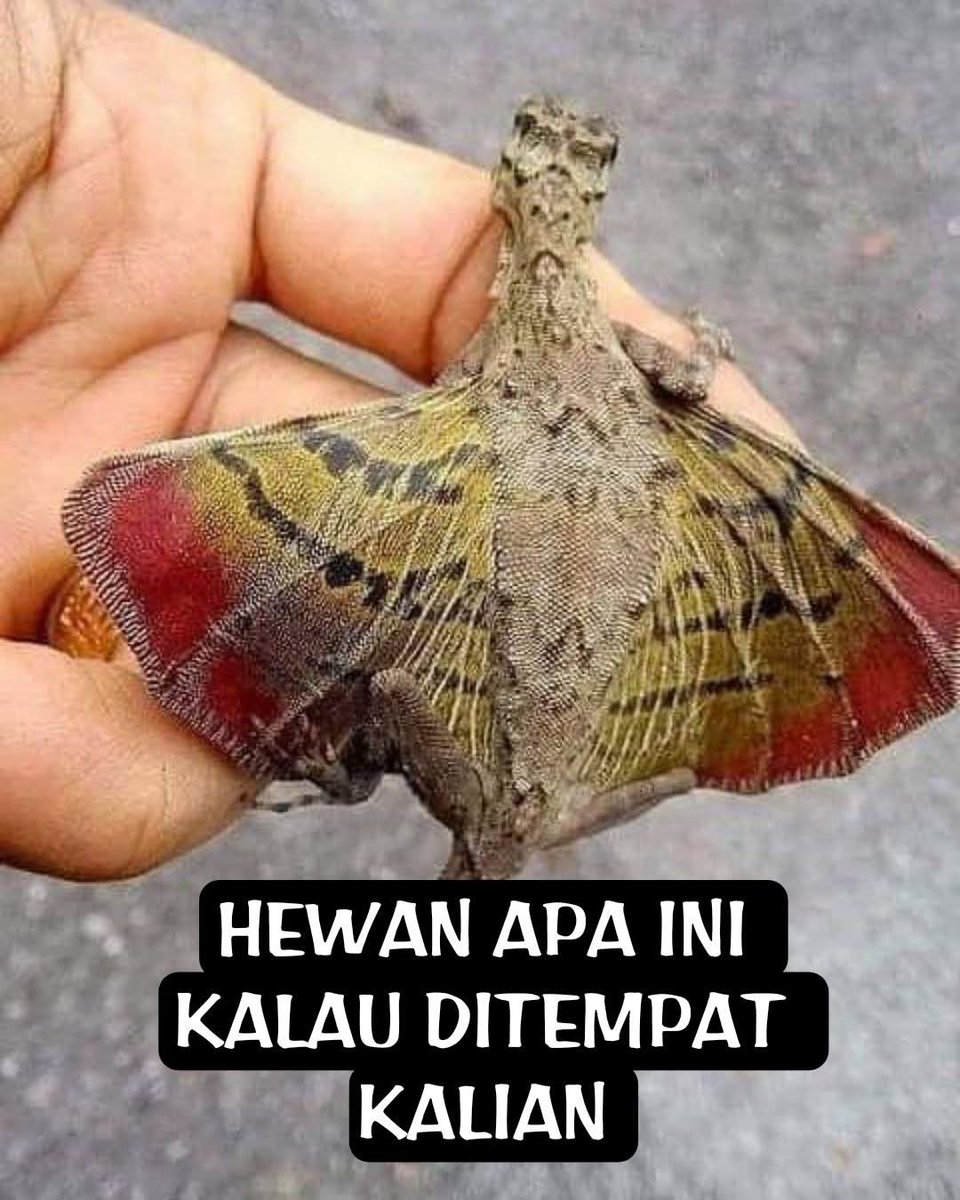 KucengTerbanggg's tweet image. Siapa nih yg ngak pernah ketemu hewan ini