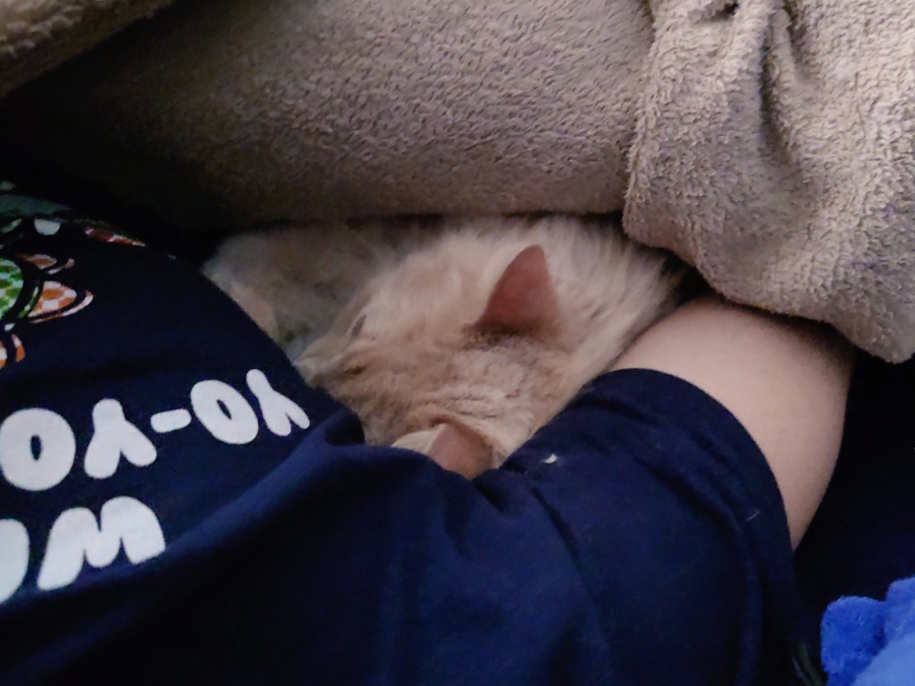 puddingokan's tweet photo. 添い寝したり飼い主の足枕でだらんとしたり…
甘えん坊助かる日曜日です😽 https://t.co/fN2rPd7SaU