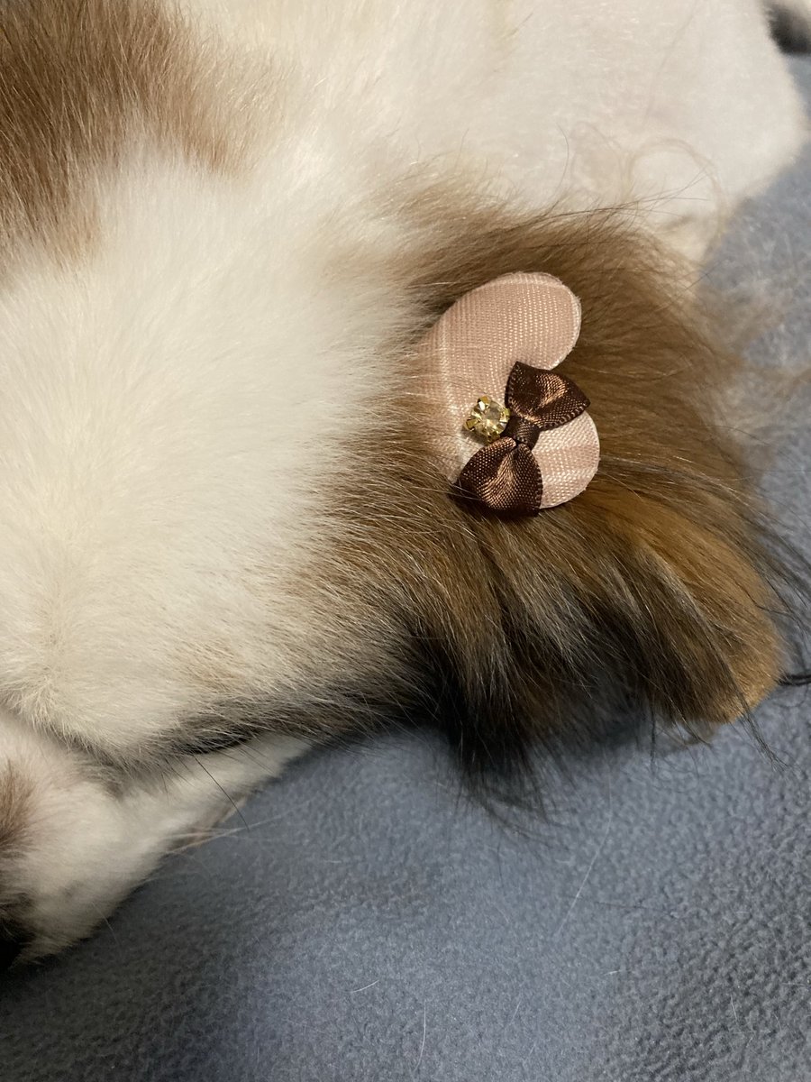 ぽんた tweet media