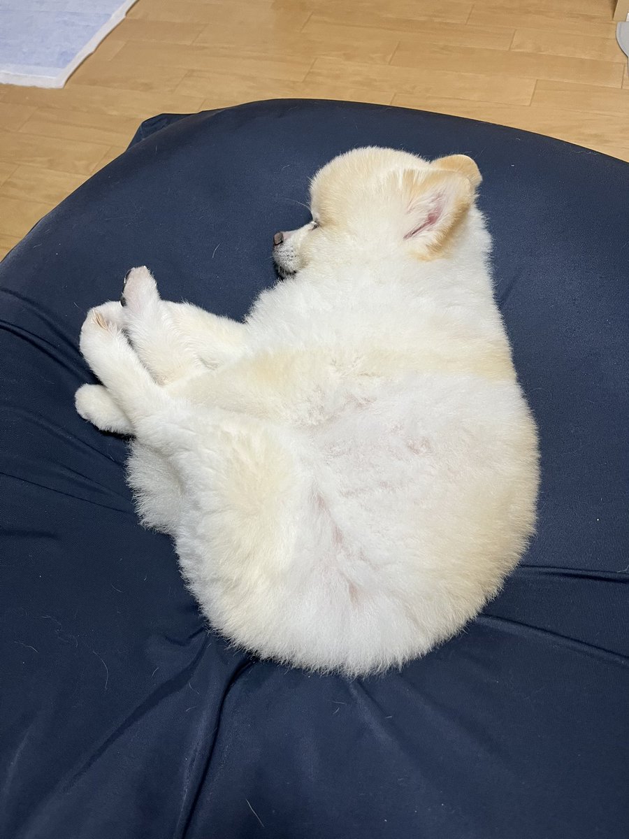 ぽんすけ大先生 (@yuyuyuyumee) / Posts / X