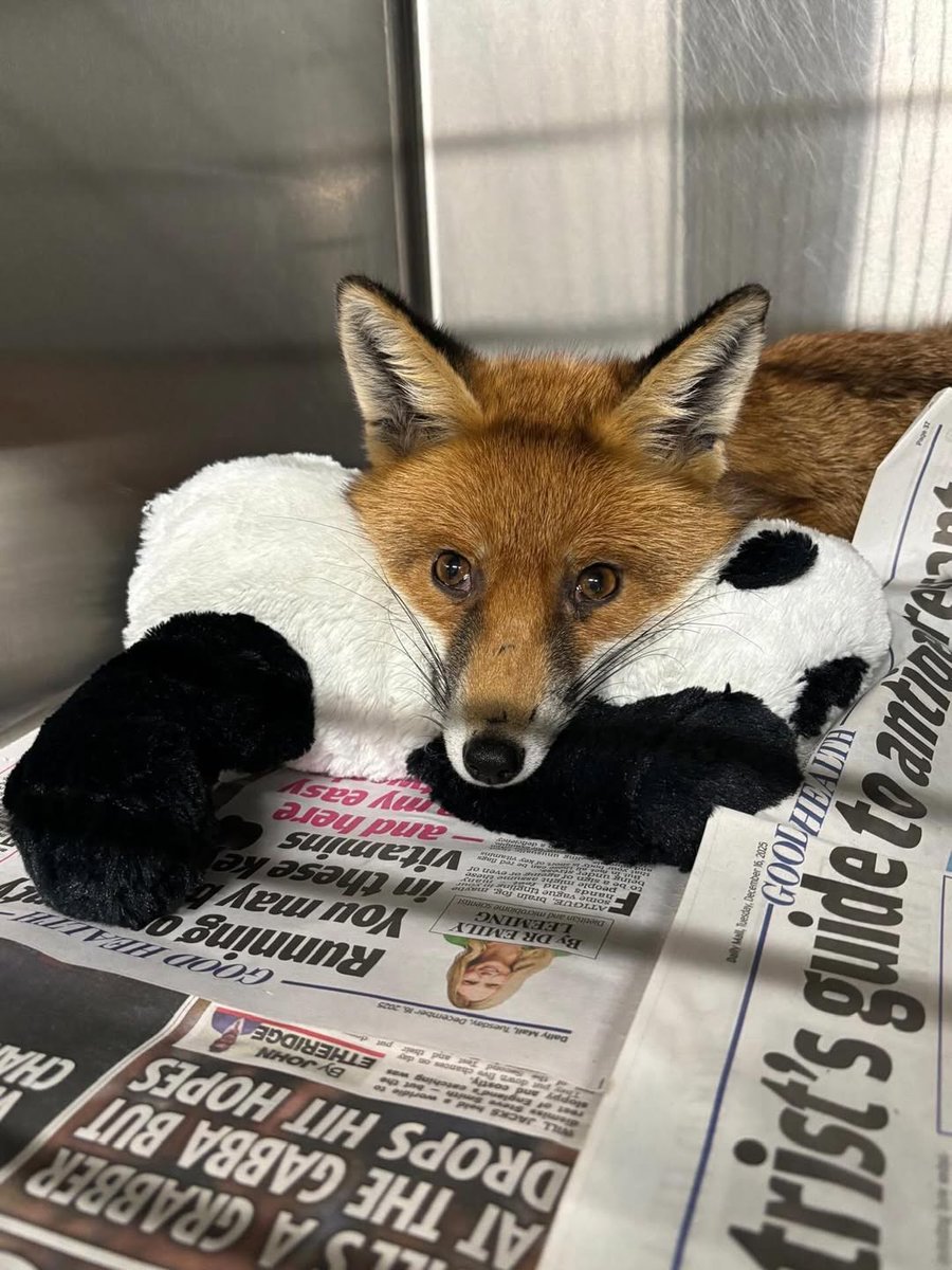 🍁 𝓣𝓱𝓮 𝓕𝓸𝔁 𝓛𝓲𝓯𝓮 🌾🦊 tweet media