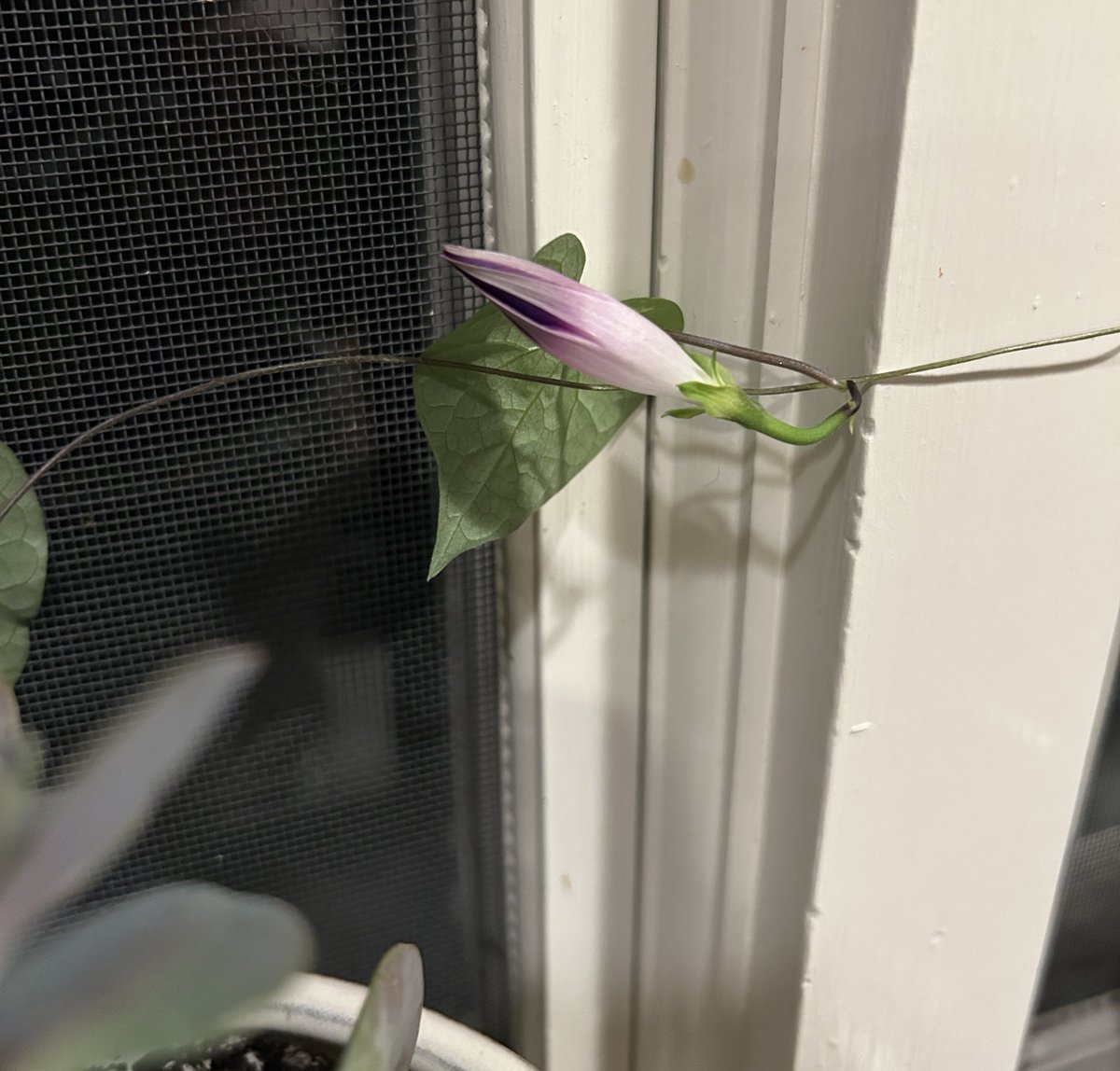 It’s negative five degrees outside and there’s a morning glory about to bloom in my kitchen. Never underestimate that good will come from cold times and darkness. Even the littlest light is enough for beauty to rise.