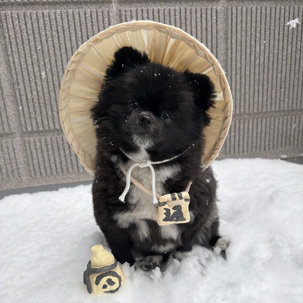 冬の信楽焼たぬき