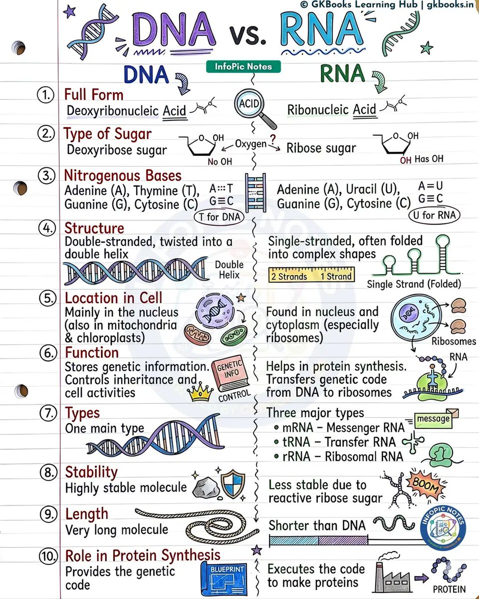 🚨 DNA vs RNA 🚨: