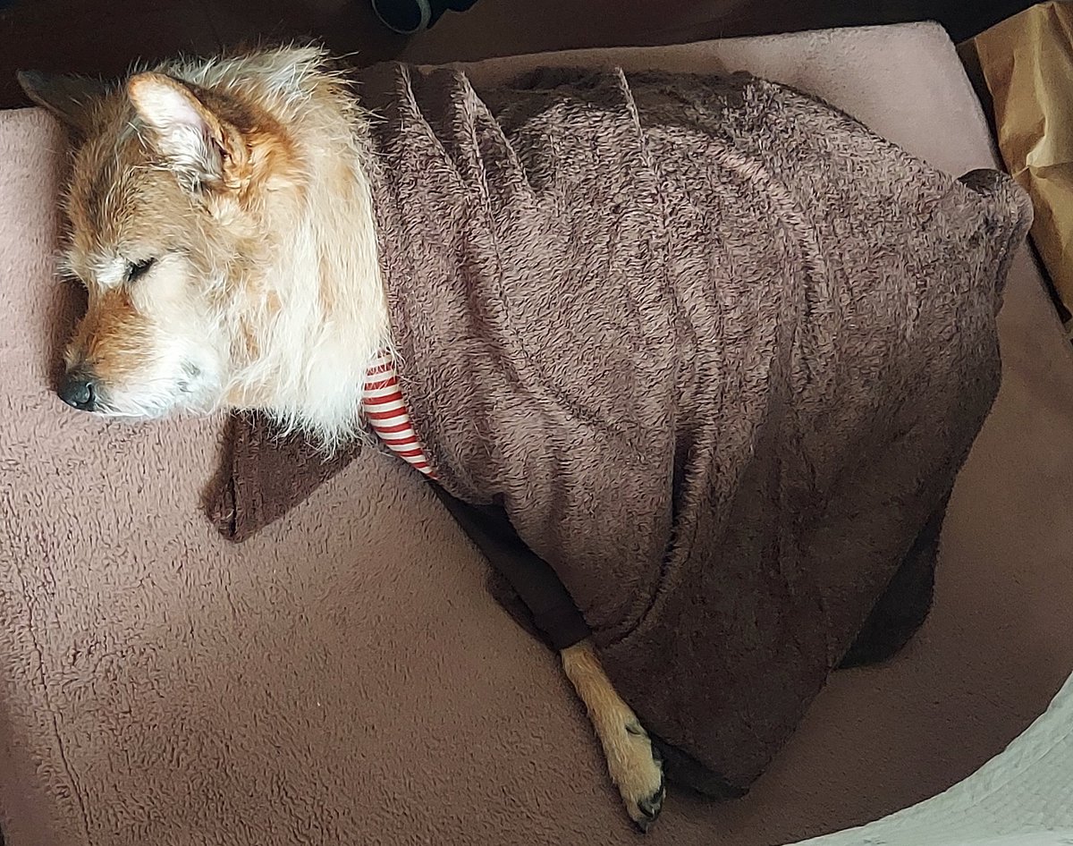 部屋にムーミンの”めそめそ”が倒れている？？？

#犬好きさんと繋がりたい
#犬との暮らし
#昔保護犬今過保護
#雑種犬
