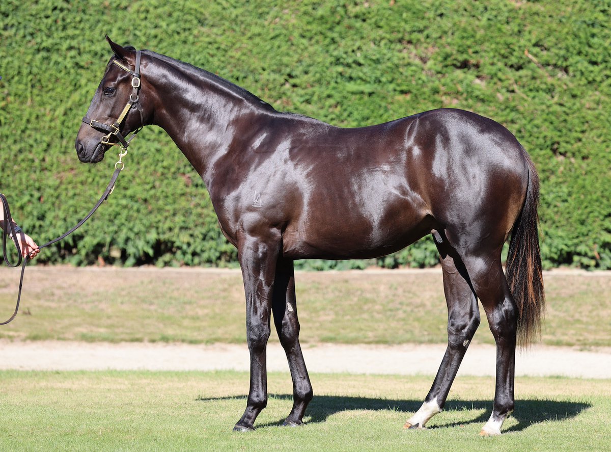 Sledmere Stud tweet media