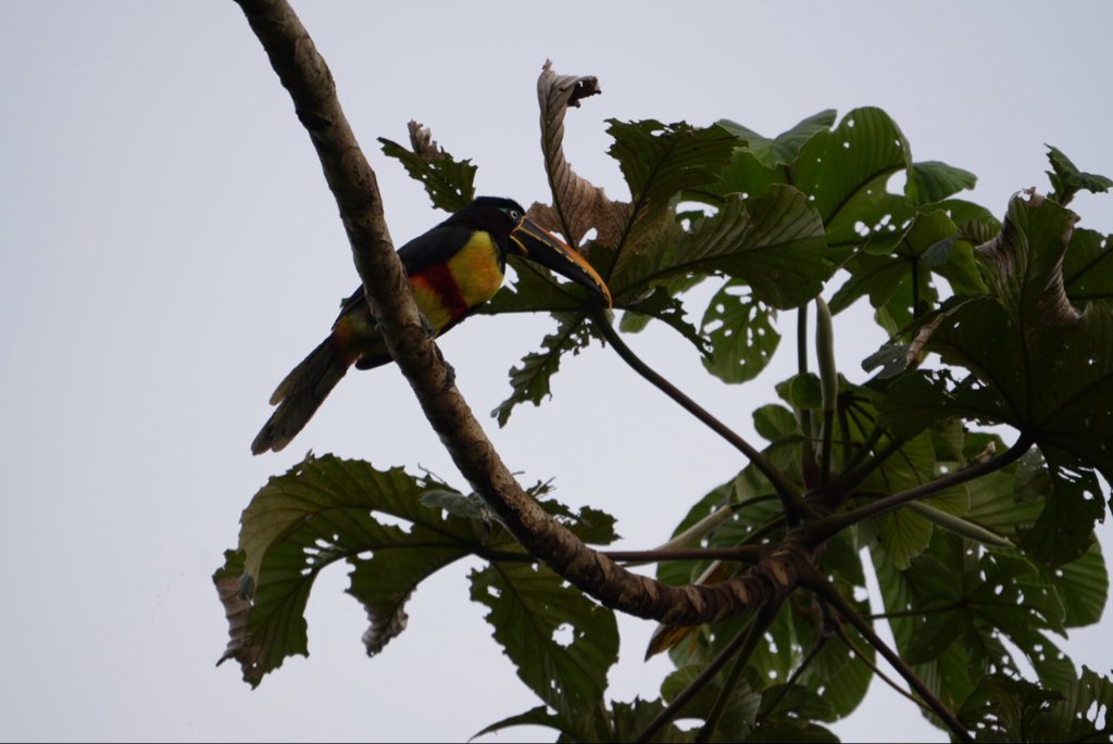 #spamdepajaritosenPaz Pteroglossus  castanotis