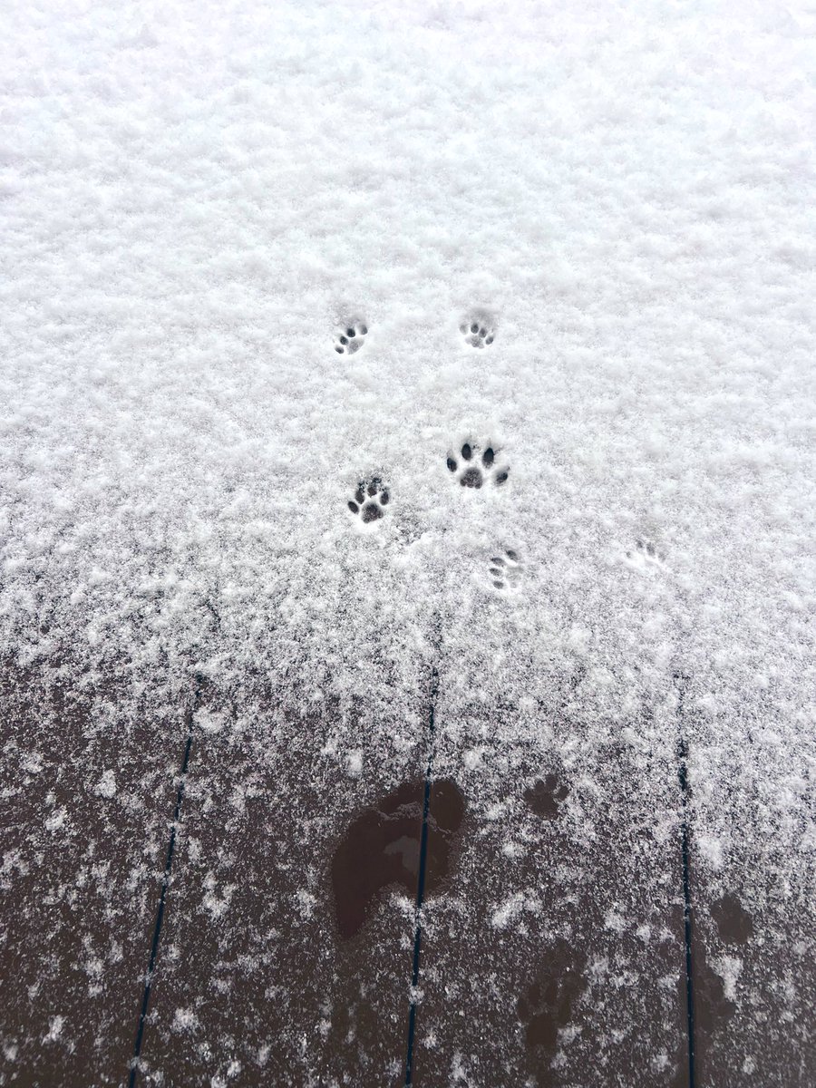 ブーちゃん初雪
#サバトラ