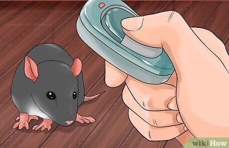 LegalizeRats's tweet image. Don't forget to lock your rat