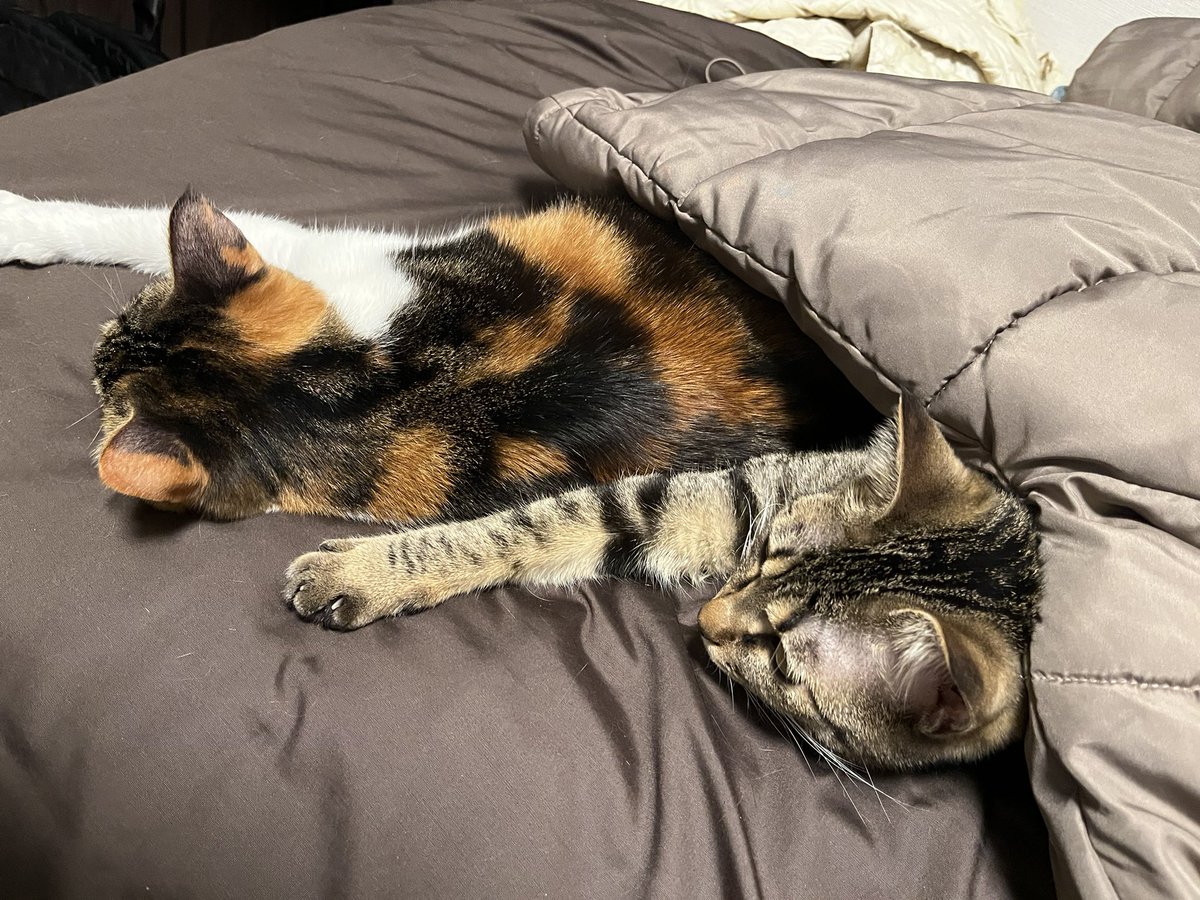 ねこはダウンジャケットの中で丸くなる