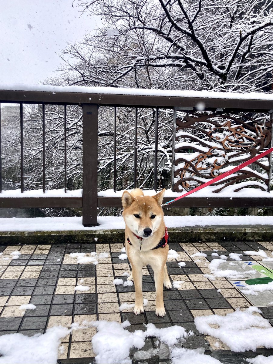 柴犬るな (@shibaluna324) / Posts / X