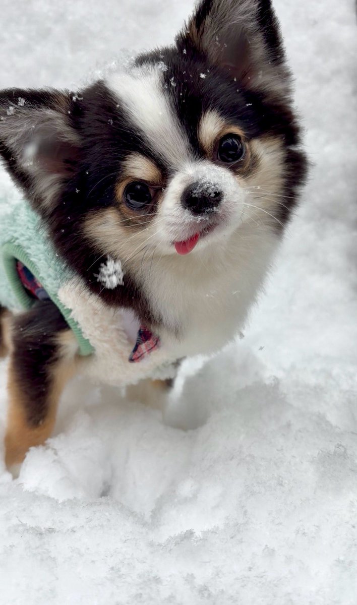 もちょちょ愛してる。 tweet media