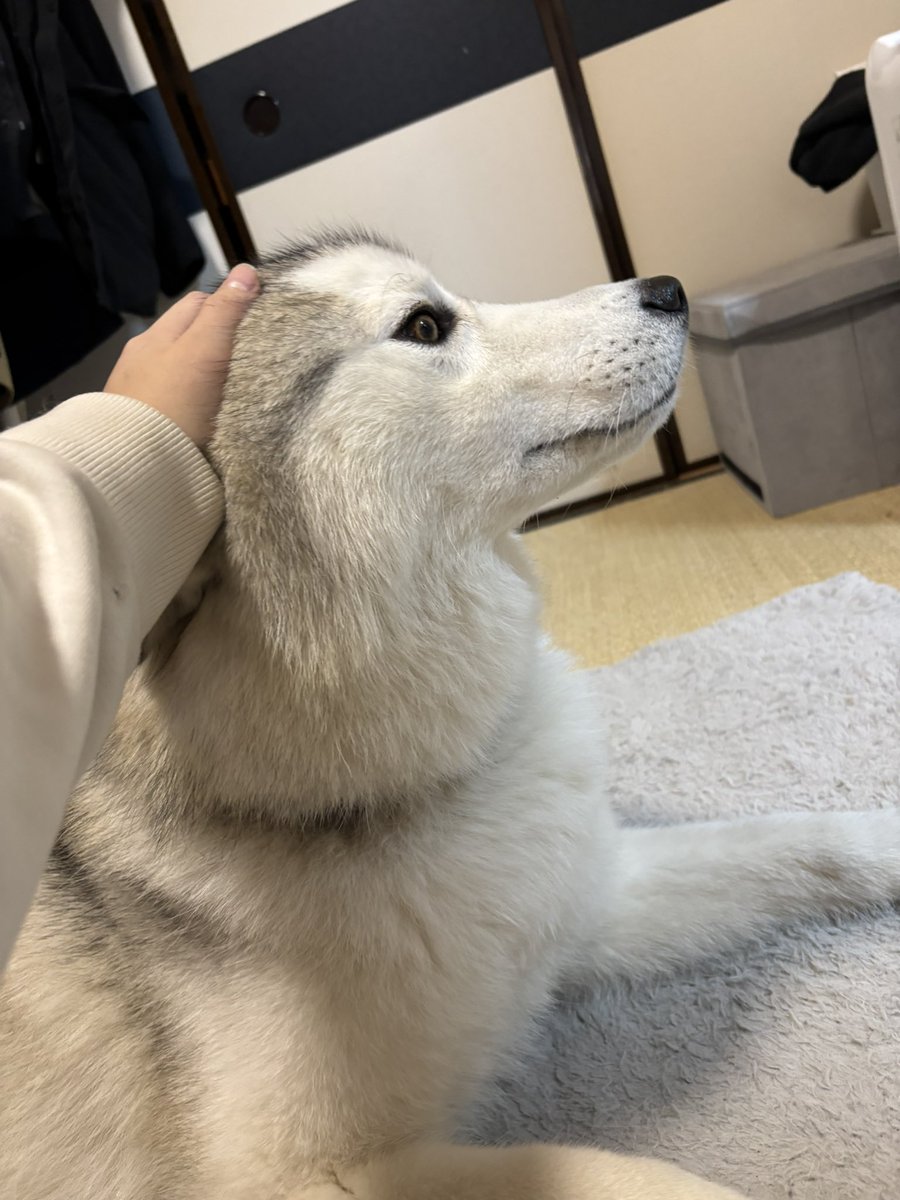 ガブちゃん (@rn2312412) / Posts / X