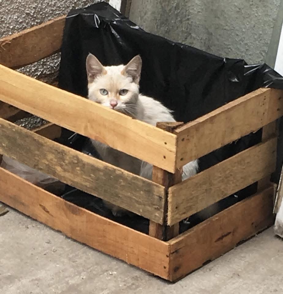 1) Hace 8 años el cielo hizo algo raro, no mandó una estrella, mandó un gatito. Koshka Morrison no llegó caminando a mi vida, cayó en ella, como un pedacito de cielo que alguien no supo valorar. Lo aventaron a mi trabajo, y el mundo, sin saberlo, me estaba entregando… 🧵